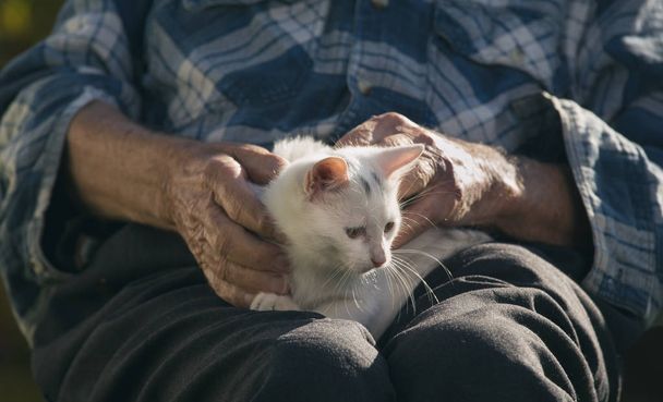 Пожилой мужчина обнимает маленького белого кота на коленях в саду
 - Фото, изображение