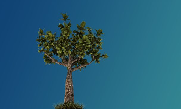 malé bonsaje - Fotografie, Obrázek