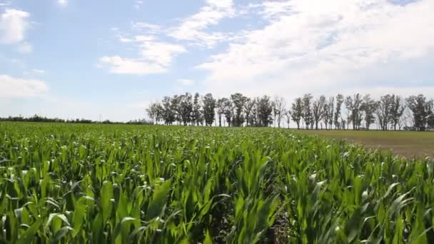 plantacji kukurydzy w okolicach argentyński - Materiał filmowy, wideo