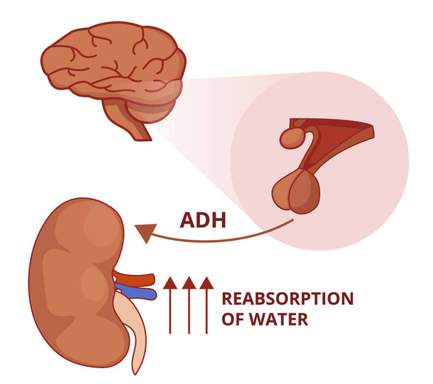 Ilustração da função hormonal antidiurética. Fisiologia da vasopressina
 - Vetor, Imagem
