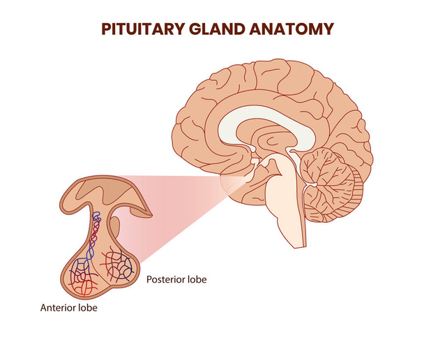 Ilustración de anatomía de glándulas pitutarias. Hipófisis vector
 - Vector, imagen