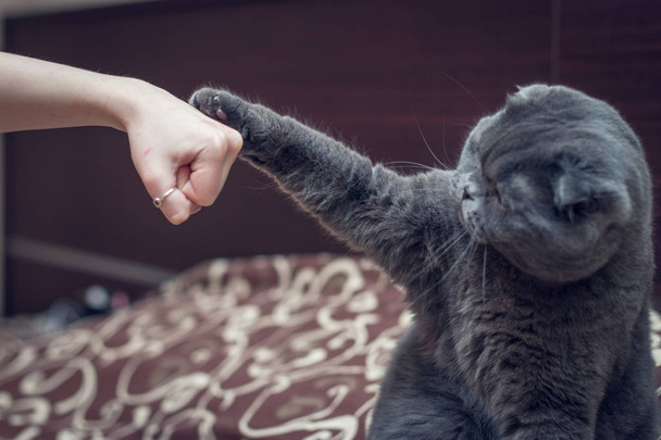 Britânico Shorthair gato cumprimenta pata com uma mão humana
. - Foto, Imagem