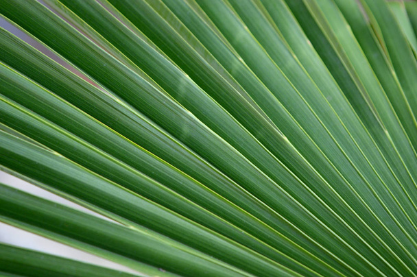 groene bladeren achtergrond. tropisch palmblad. - Foto, afbeelding