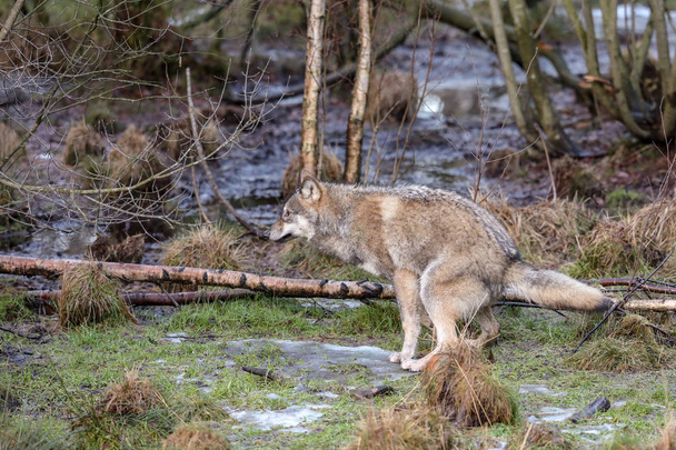 Lobo gris, Canis lupus, defecando en la naturaleza en invierno
 - Foto, Imagen
