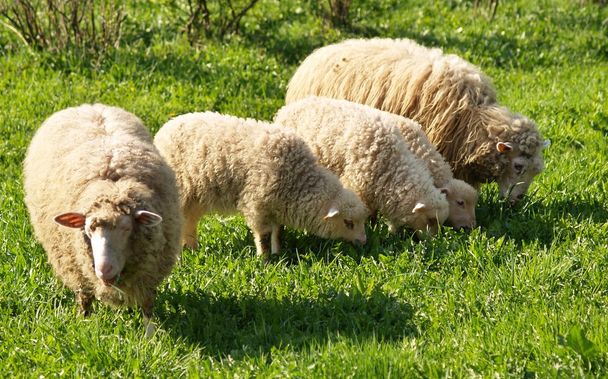 Famiglia di pecore
 - Foto, immagini
