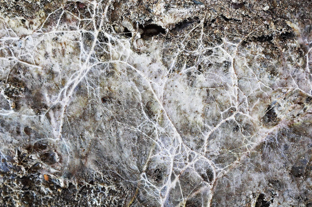 mantar miselyum eski ahşap yüzey ışınla nem üzerinde benim - Fotoğraf, Görsel
