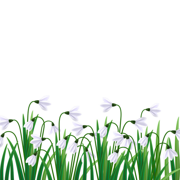 Snowdrops flowers. Galanthus vector illustration. First sign of spring, spring symbol - Vector, imagen