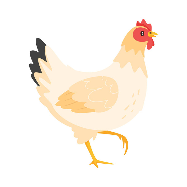 Vector de pollo Ilustración
  - Vector, Imagen