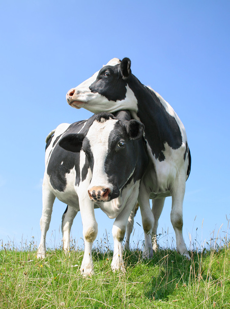 дивлячись корів
 - Фото, зображення