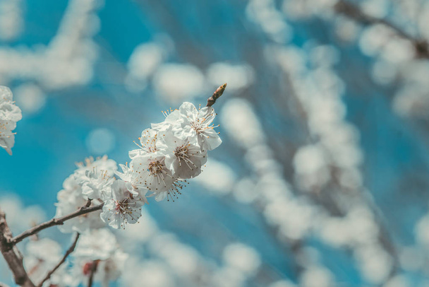 Білі квіти на гілках дерев навесні
 - Фото, зображення