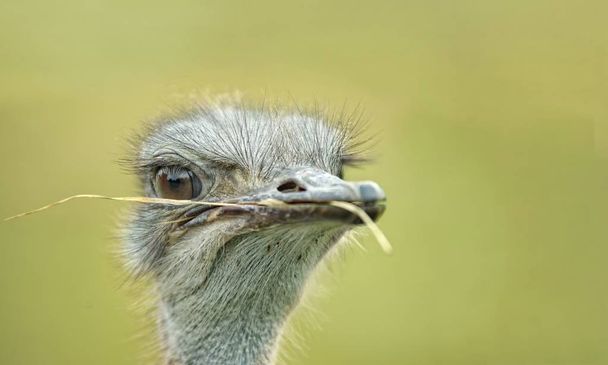  Retrato de un avestruz con una brizna de hierba en el pico mirando hacia otro lado
. - Foto, imagen