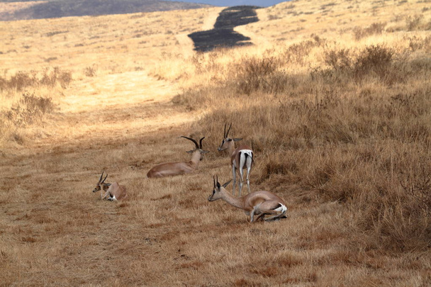 Gacelas en el Serengeti
 - Foto, Imagen