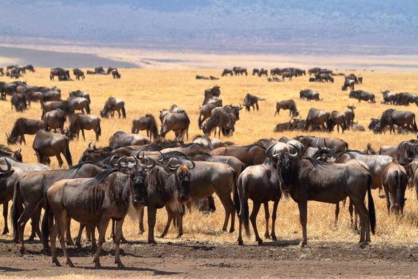 GNU in de savanne van de Serengeti in Tanzania - Foto, afbeelding