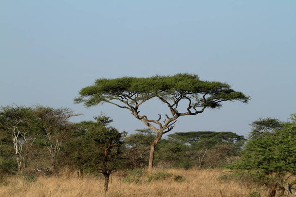 De savanne van de Serengeti in Tanzania - Foto, afbeelding