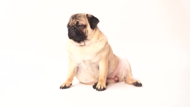Pug, dog on white background. Cute friendly fat chubby pug puppy. Pets, dog lovers, isolated on white. - Footage, Video