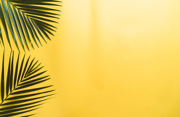 Hojas de palma tropical sobre fondo de color con espacio de copia
 - Foto, imagen