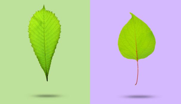 3D fotografie zelených listů izolován na pastelové pozadí. Minimalis - Fotografie, Obrázek