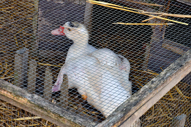 Sagy, Francia - 8 de julio de 2018: pato en una granja
 - Foto, imagen