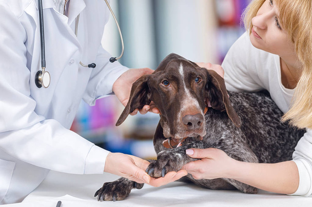 Een dierenarts gaat onderzoeken van de hond oor op de examencommissie bank terwijl de eigenaar houdt zorgvuldig houden. Het concept is de dierlijke medische dienst. - Foto, afbeelding