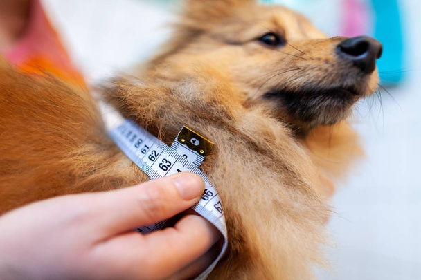 Окружность живота измеряется рулеткой на собаке
 - Фото, изображение