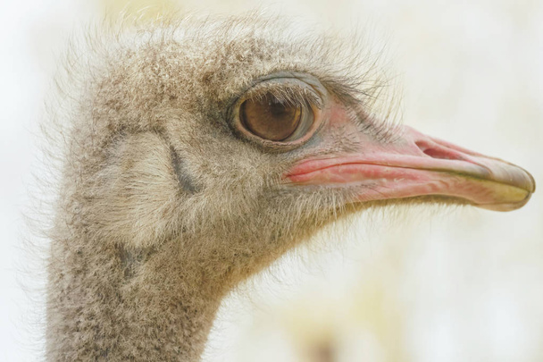 Ostrich Close up portrait, Close up ostrich head (Struthio camelus) - 写真・画像