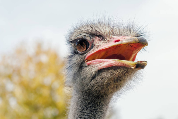 Ostrich Close up portrait, Close up ostrich head (Struthio camelus) - Fotoğraf, Görsel