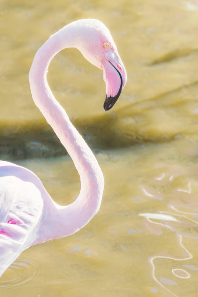 Greater flamingo portrait, Pink Flamingo portrait (Phoenicopterus roseus) - Fotografie, Obrázek
