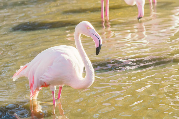 Pink Flamingo, Greater flamingo in their natural environment (Phoenicopterus roseus - Fotó, kép