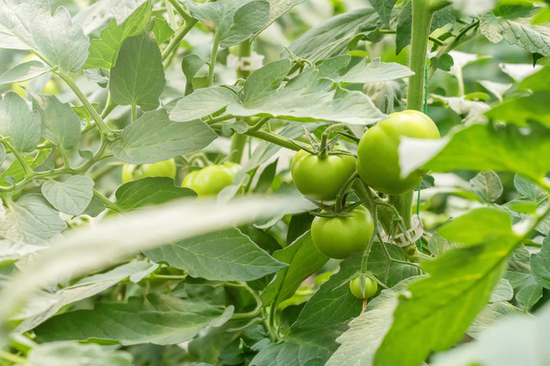Tomato plants in greenhouse. Green tomatoes Organic farming. - Фото, зображення