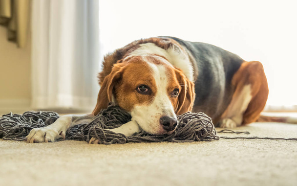 Un adorable mélange de chien Beagle est posé sur un gros gâchis emmêlé de fil gris pendant qu'il donne le visage du chiot
. - Photo, image