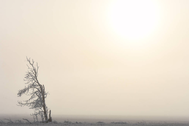 Obrázek z jediného osamělý strom uprostřed pole na mlhavé zimní odpoledne.  - Fotografie, Obrázek