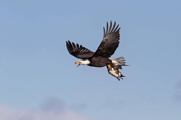 Pássaro águia careca nas montanhas da Califórnia
 - Foto, Imagem