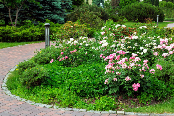 Virág-ágy, rózsák és a leveles zöld növények közelében a gyalogos járda csempe és földi fények kirakva. - Fotó, kép