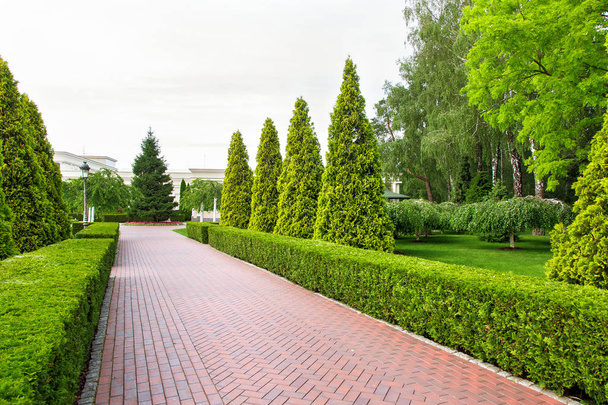 Pedestrian pavement of tiles with trimmed deciduous bushes and evergreen thuja in the form of a pyramid, a park with green plants and trees, nobody. - Fotoğraf, Görsel