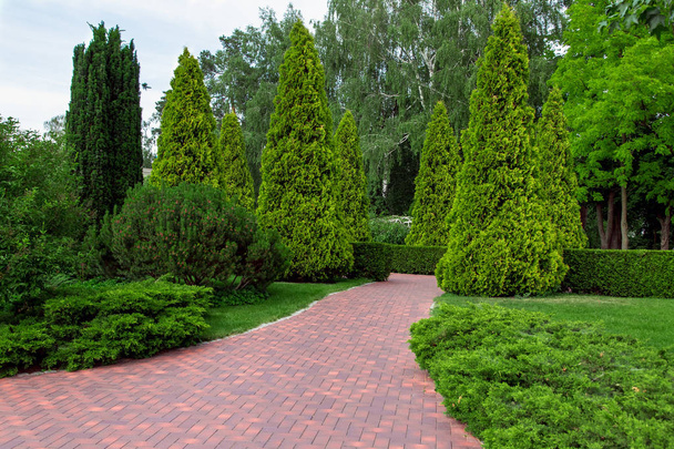 Pedestrian sidewalk in a park area with evergreen plants trees and thuja bushes with leafy bushes and green lawn. - Fotó, kép