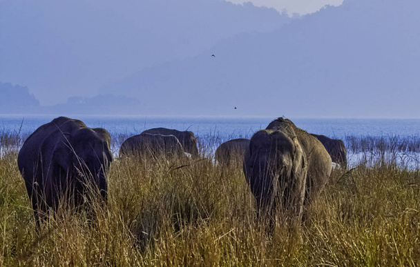 Индийские слоны (Elephas maximus indicus) с резервуаром Рамганга на заднем плане - Национальный парк Джима Корнби, Индия
 - Фото, изображение
