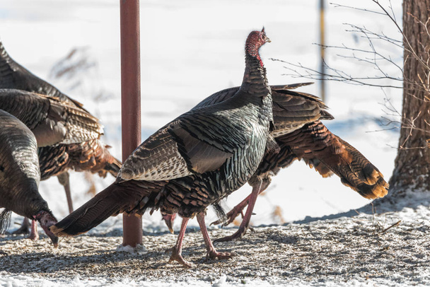 Eastern Wild Turkey (Meleagris gallopavo silvestris) hens feeding on seed in a wooded yard. - Photo, Image