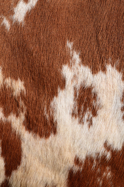 fragment van een huid van een koe - Foto, afbeelding