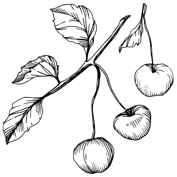 Vector Cherry fruit. Black and white engraved ink art. Isolated berry illustration element on white background. - Διάνυσμα, εικόνα