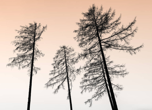 árboles sin hojas en silueta llegan a un fresco cielo de crepúsculo naranja por la noche en una fría noche de invierno
 - Foto, Imagen