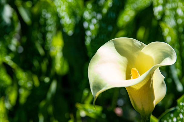 Une magnifique fleur de calla blanche avec un fond vert flou
 - Photo, image