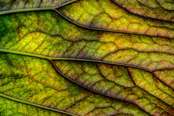 A nice close-up view on a green leaf with a lot of details and structures - Photo, Image