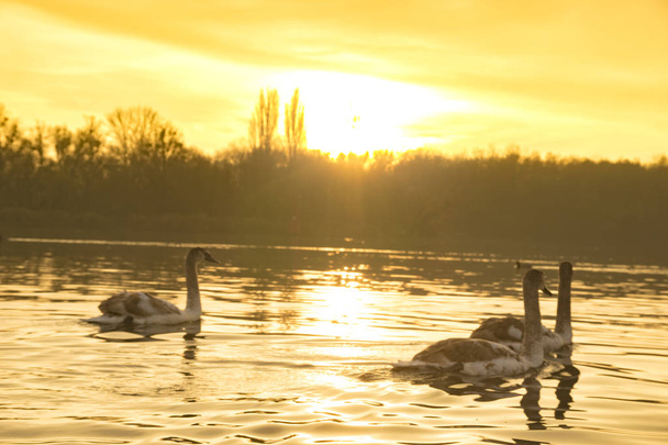 scenic view of family of swans swimming on lake at sunrise - Photo, image