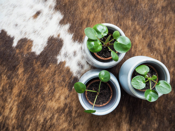 Three baby pilea peperomioides or pancake plant ( Urticaceae) on a cowhide rug - Photo, Image