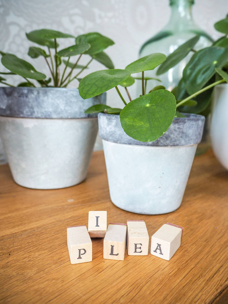 Dos peperomioides pilea o plantas de panqueque en una mesa de madera con bloques de madera nombre
 - Foto, imagen