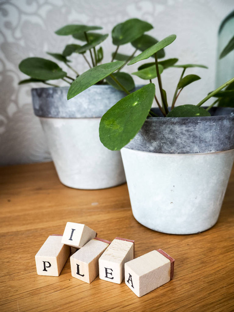 Ιεραποστολικο φυτό ή Πυλαία peperomioides σε ξύλινο τραπέζι με γράμματα κύβους - Φωτογραφία, εικόνα