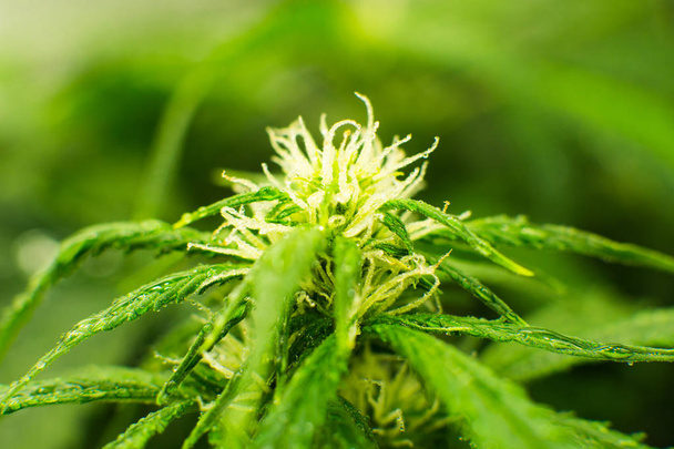Grüner Hintergrund der Blätter. legaler Marihuana-Anbau zu Hause In der Tür wächst Hanf. Arzneimittelindica mit cbd. junge Cannabis-Pflanze. Cannabis zu Beginn der Blüte. - Foto, Bild