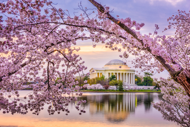 Washington DC, EE.UU. en el Jefferson Memorial and Tidal Basin durante la temporada de primavera
.  - Foto, Imagen