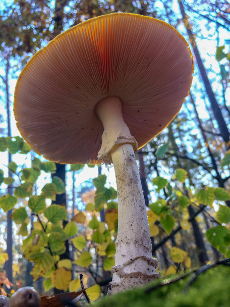 Amanita muscaria Muchomůrka červená houby s bílými skvrnami v trávě. - Fotografie, Obrázek