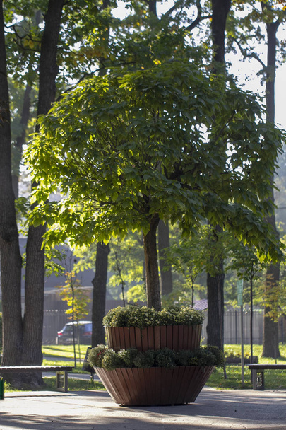 catalpa avec une belle couronne sur l'herbe verte un jour d'été - Photo, image